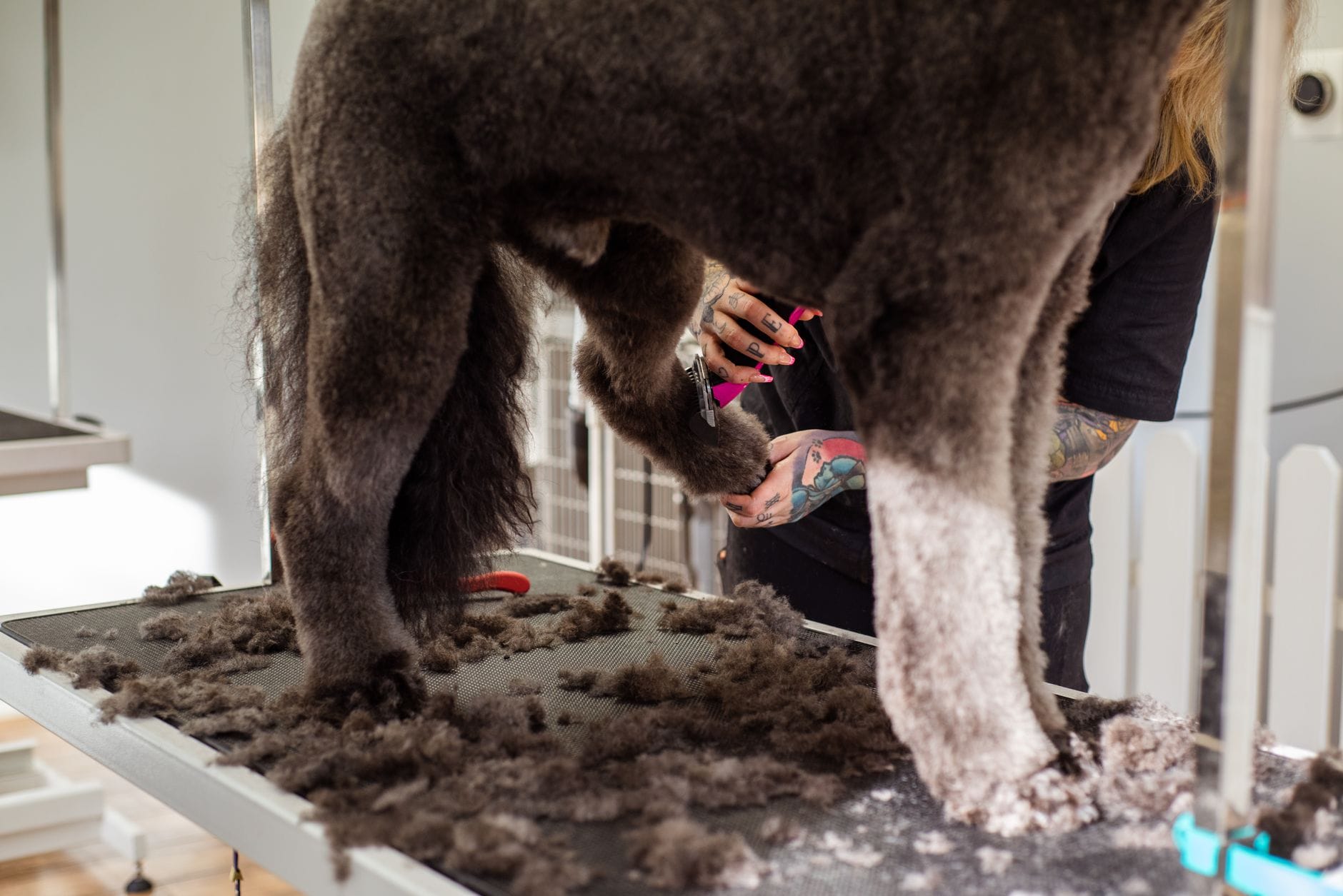 Groomer przycina sierść dużego psa w salonie, obok leżą narzędzia groomingowe