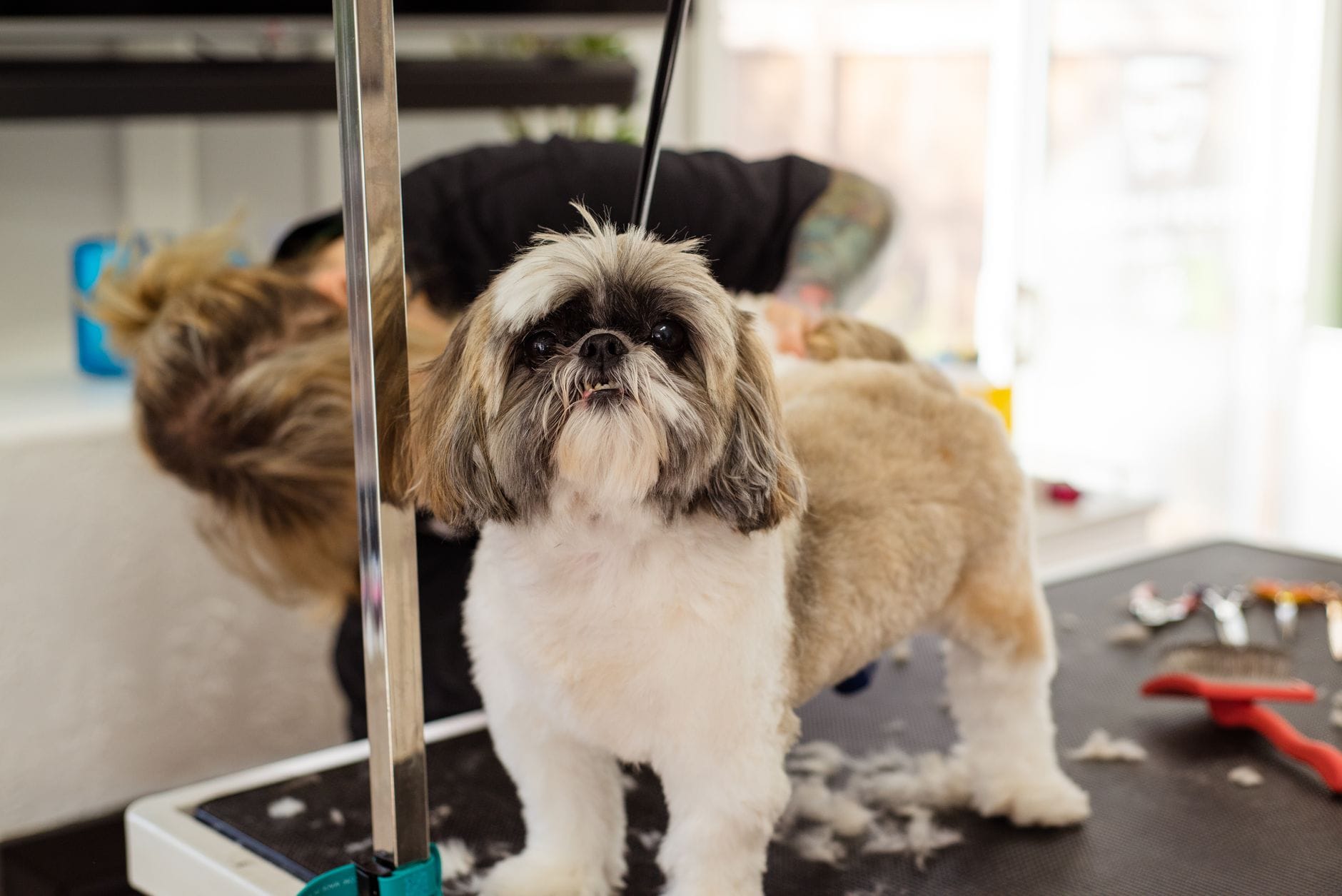 Pies rasy shih tzu podczas profesjonalnego strzyżenia u groomera